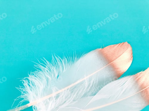 Preview: White feathers with gold dips on turquoise background