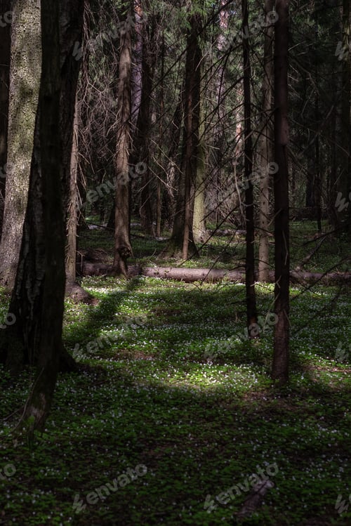Preview: Delicate white spring flowers in a dense forest