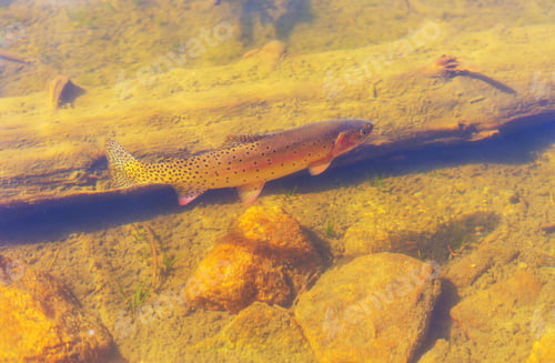 Preview: Trout