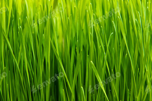 Preview: fresh spring green grass