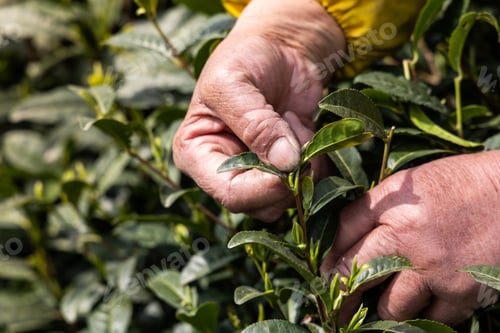 Preview: Closeup of worker hand picking the tender and young longjing tea buds