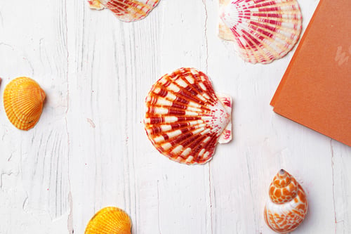 Preview: Brown open notepad surrounded by sea shells on white wooden table closeup