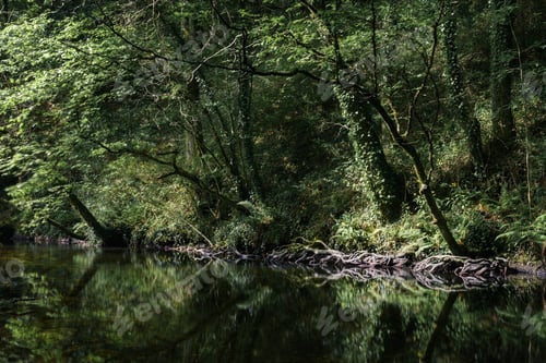 Preview: Riparian tree roots snake over a riverbed