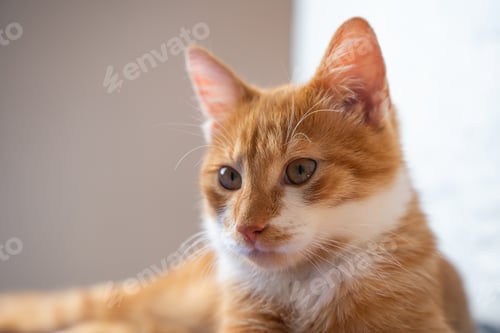 Preview: Portrait of a lying red young cat. Orange cat. Pets. Cute pet.