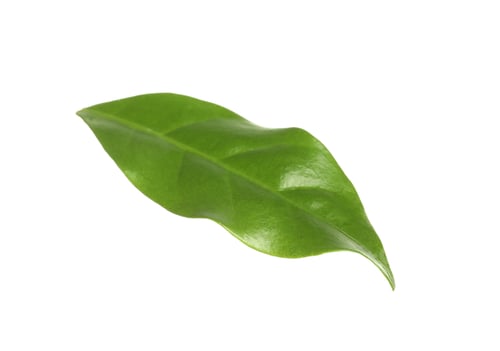 Preview: Fresh green coffee leaf isolated on white