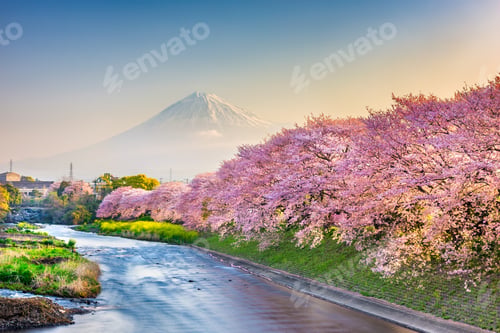 Preview: Mt. Fuji, Japan spring landscape.