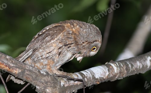 Preview: Smallest European Owl at Nest Site