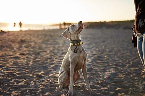 Preview: Funny dog on beach