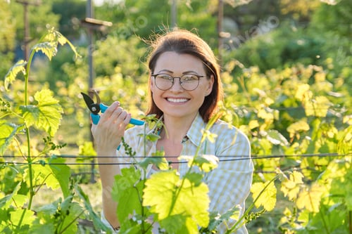 Preview: Woman working with vine bushes, spring summer pruning vineyard