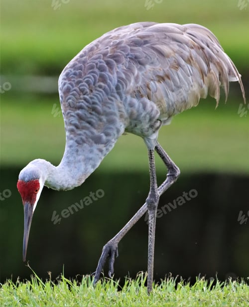 Preview: Shallow focus of a sandhill crane standing on grass and eating in the wilderness.