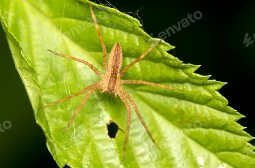 Preview: Long Legged Spider Resting on a Green Leaf