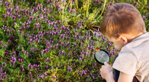 Preview: A child looks through a magnifying glass. A big child's eye.