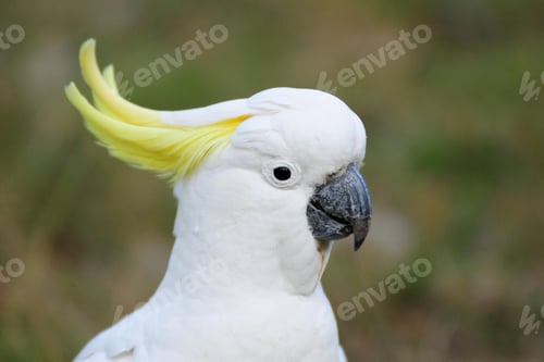 Preview: bird, cockatoo, pet, parrotsss