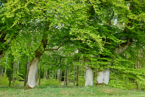 Preview: The forest in springtime. A photo of the forest in springtime.