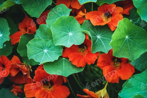 Preview: Orange nasturtium flowers under green leaves, Tropaeolum majus plant blooming in the garden