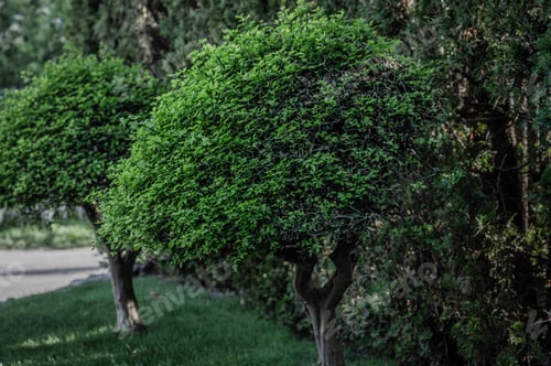 Preview: Small trees lining the road with lush grass and plants