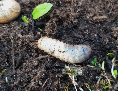 Preview: A beetle caterpillar larva crawls over rich soil with tiny plants around it