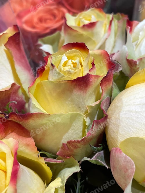 Preview: Roses