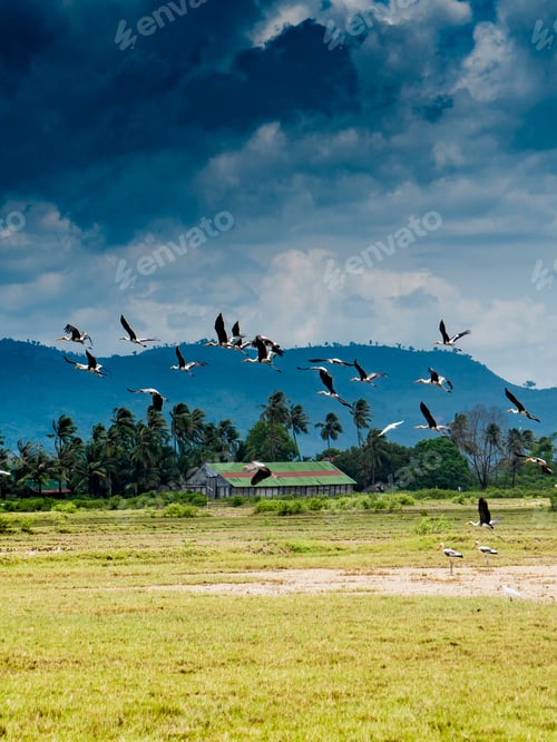 Vorschau: Fliegende Storchenherde über tropischem Feld