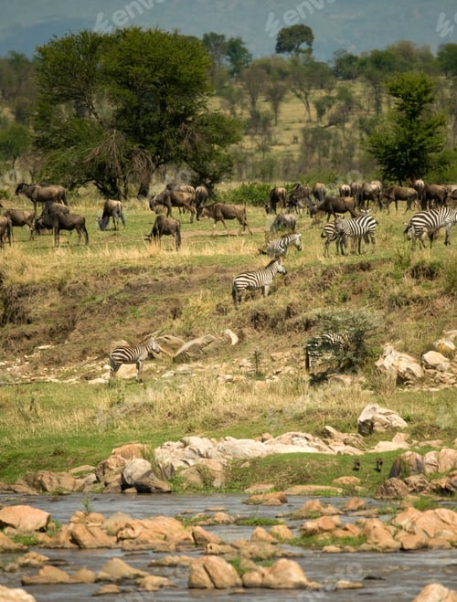 Preview: Zebras and Wildebeest in the Serengeti, Tanzania, Africa