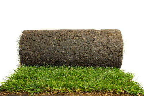 Preview: Rolled sod with grass on white background