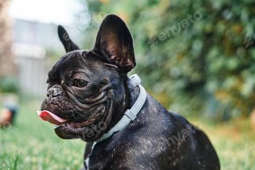 Preview: Close-up portrait of a dog, french bulldog in the garden