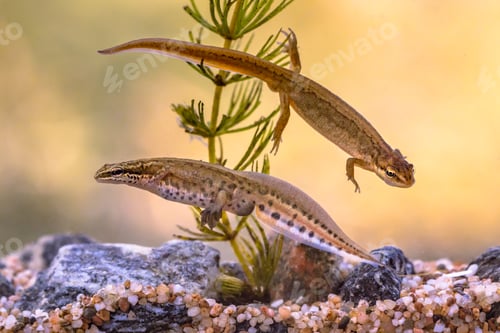Preview: Pair of Palmate newt swimming in natural aquatic habitat