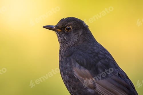 Preview: Male blackbird bright backgound