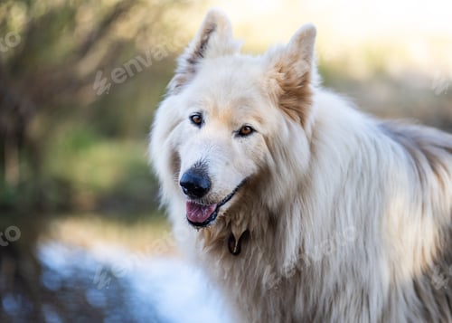 Preview: Samoyed with wet fur looking at the camera