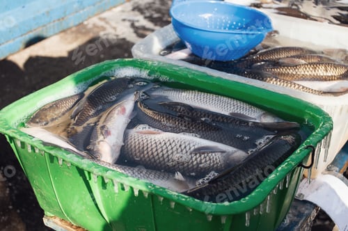 Preview: Live fish amur and carp in a basin for sale on the street