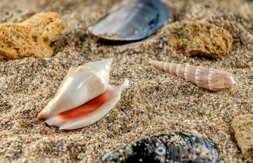 Preview: Strombidae Seashell on the sand