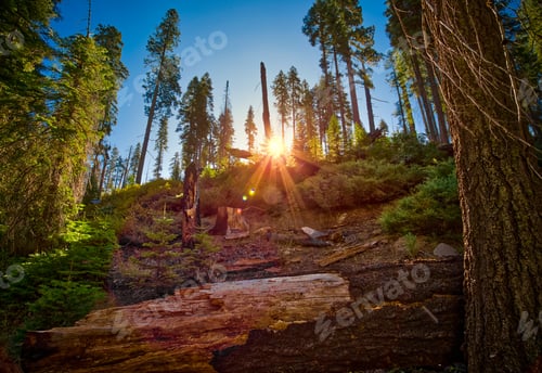 Preview: Forest Of Sequoias In The Mariposa Grove At Yosemite National Park In California