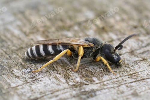 Preview: Selective focus shot of male Halictus scabiosae