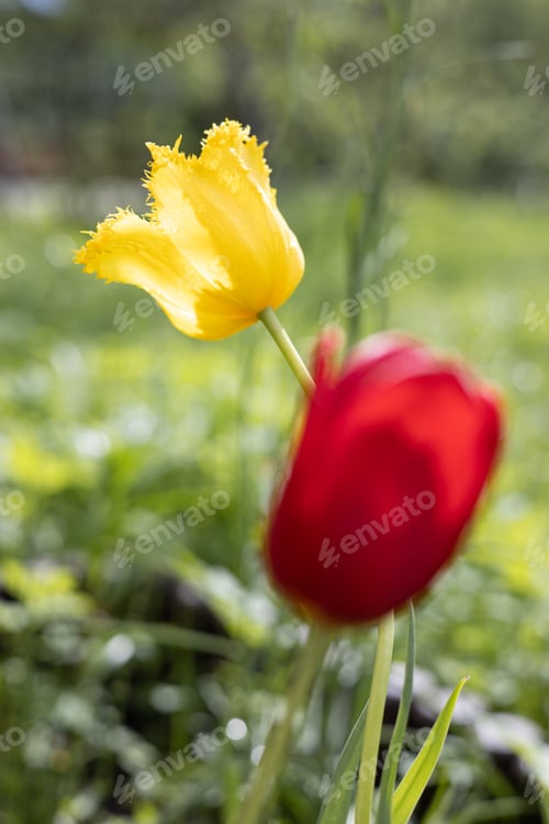 Preview: Yellow and red tulips are in flower bed in the sun rays on bright green background.