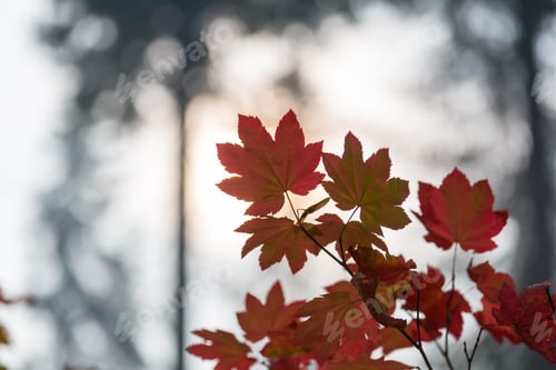 Preview: Autumn leaves