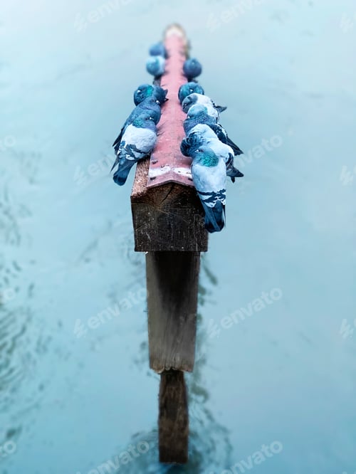 Preview: Many Pigeons Sitting on Wooden Stick Over the Blue Water Surface in the Evening