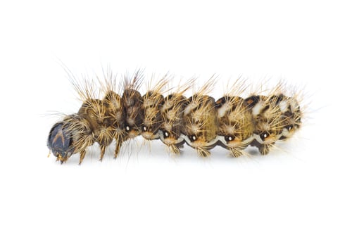 Preview: Brown arctia caja larva