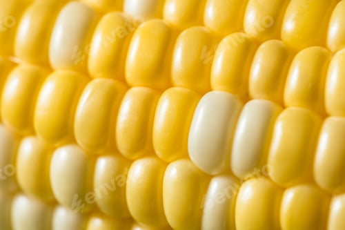 Preview: Raw Yellow Organic Corn on the Cob