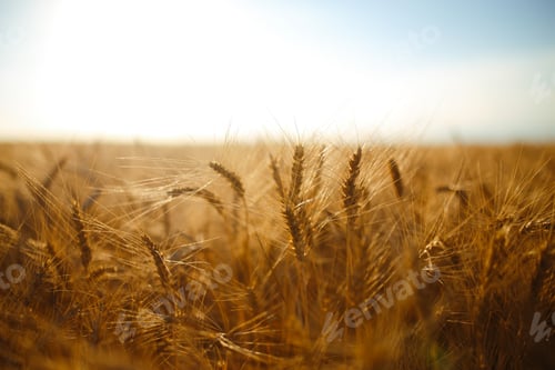Preview: Amazing agriculture sunset landscape.Growth nature harvest. Wheat field natural product.