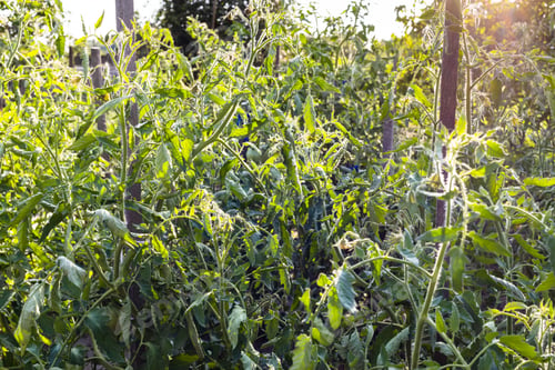 Preview: sunlit tomato bushes in stakes in green garden