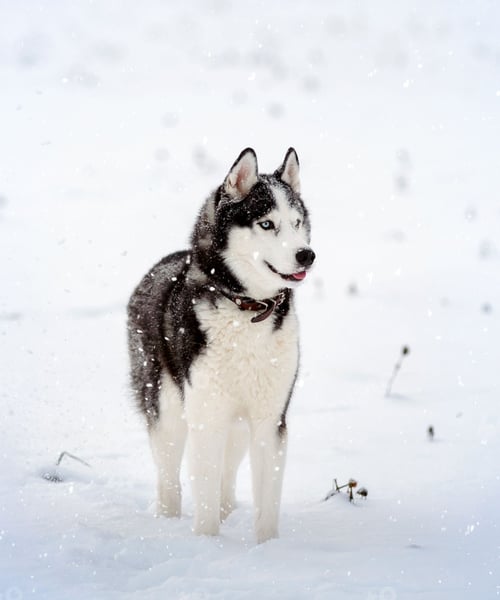 Preview: dog, siberian husky, pets, dogs, wilderness
