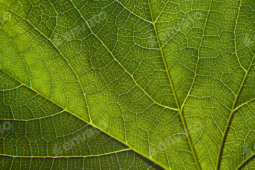 Preview: Green leaf close-up