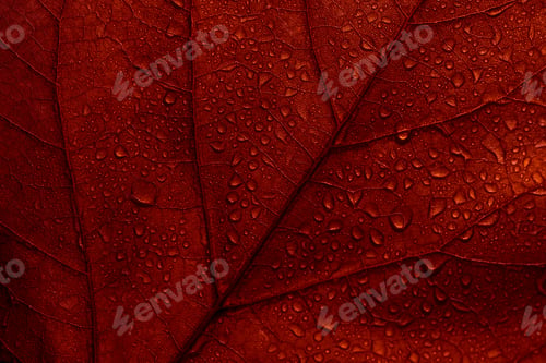 Preview: Maple autumn leaves texture background. Macro photo of red fall leaf with raindrops. Season botanic