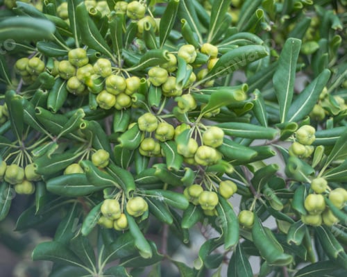 Preview: Pittosporum tobira (Thunb.), an evergreen shrub or lower tree from the family of pittosporaceae