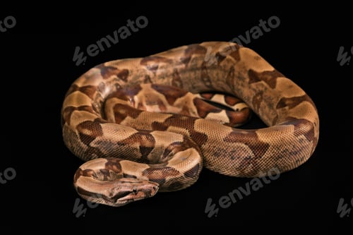 Preview: Boa constrictors isolated on black background