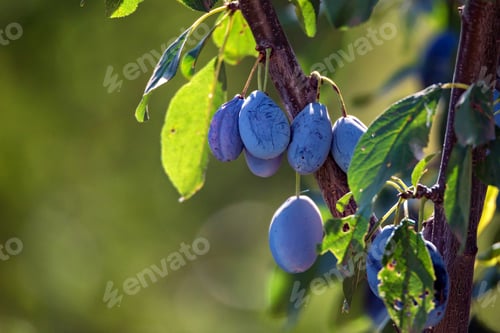 Preview: Wild plum fruit grow on branch