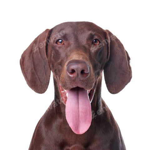 Preview: German Shorthaired Pointer dog on white background