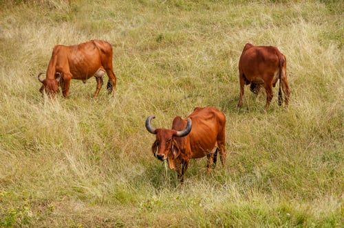 Preview: Cows grazing on a green lush meadow