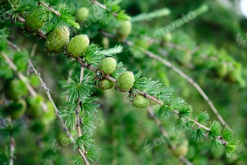 Preview: Small fresh green cones on the fir tree