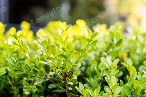 Preview: Bright Green hedge nature background filled with sunlight